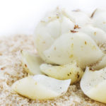 百合根(ゆり根)のイメージ画像：食べ物辞典トップ用