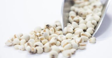 ハトムギのイメージ画像：食べ物辞典トップ用(slowbeauty)