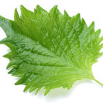 紫蘇(シソ)/大葉イメージ