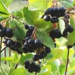 アロニア/チョークベリーのイメージ画像：食べ物辞典トップ用