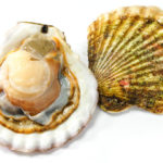 帆立貝/ホタテのイメージ画像：食べ物辞典トップ用