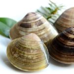 ハマグリのイメージ画像：食べ物辞典トップ用