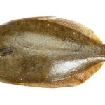 ヒラメ(平目/鮃)のイメージ画像