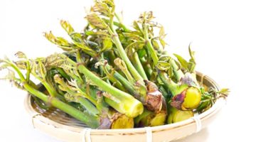 タラの芽のイメージ画像：食べ物辞典トップ用