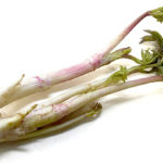 ウドのイメージ画像：食べ物辞典トップ用