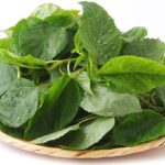 モロヘイヤのイメージ画像：食べ物辞典トップ用