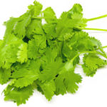 パクチー(香菜/シラントロ)のイメージ画像：食べ物辞典トップ用