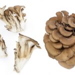 舞茸のイメージ画像：食べ物辞典トップ用