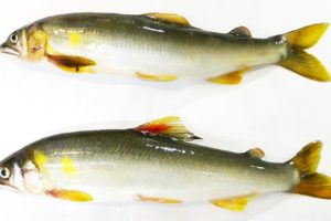 鮎/アユのイメージ画像：食べ物辞典トップ用